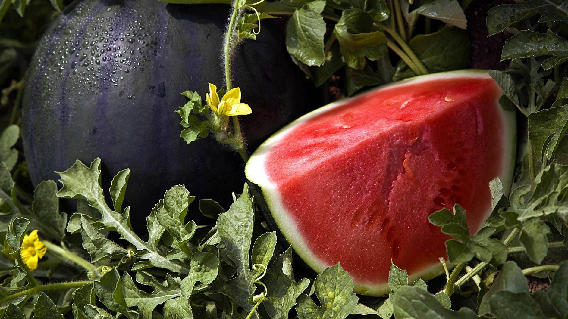 Fitó-Sandía Rhiana|FITO CANTALOUP|fito-Sidonia-4